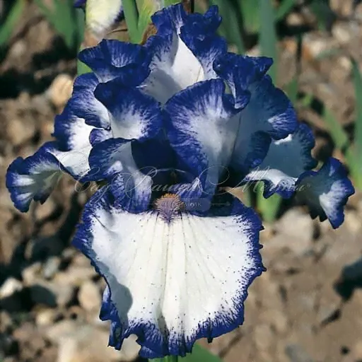 Ирис "Аякс Зе Лесс" (Iris Ajax The Less)-2
